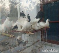 房顶上的鸽子风水 在房顶上盖鸽子窝风水