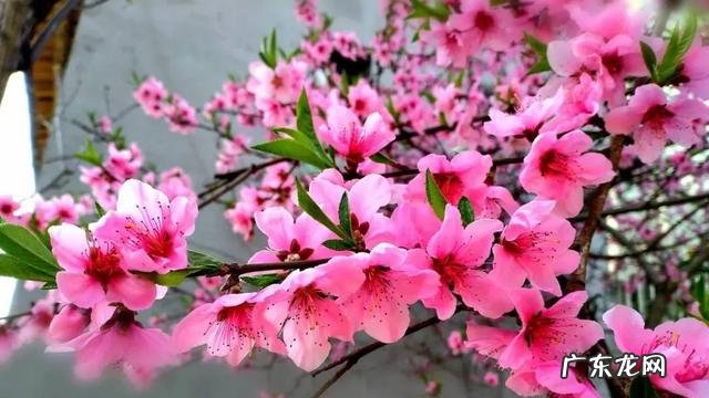 风水常识 风水角度看2022肺炎