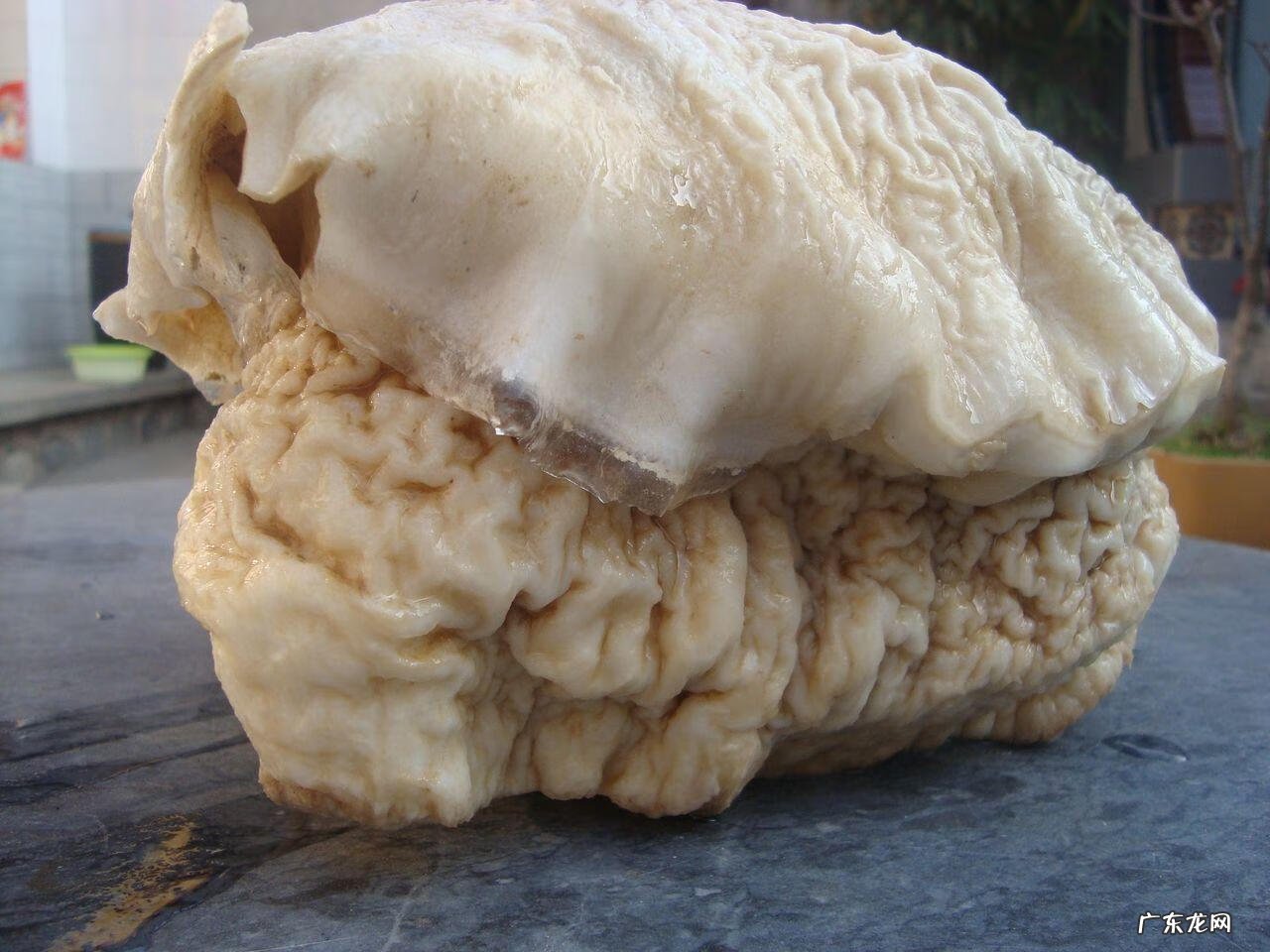 肉灵芝的价格是多少钱一斤 肉灵芝多少钱一个