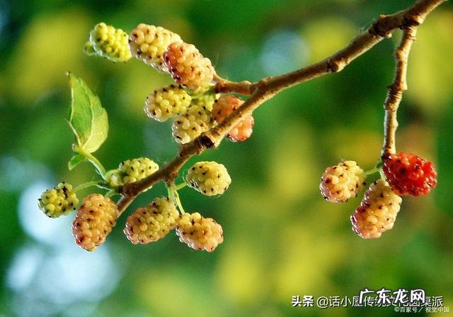 松树的风水 土沟种松树的风水好吗