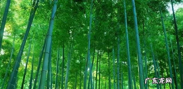 放在墓碑上的花叫什么 风水墓碑前放什么植物好