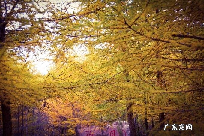 描写秋天的优美的短句 描写秋天的作文