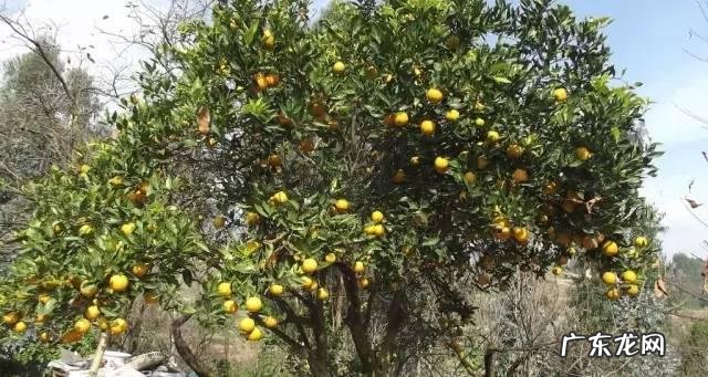 风水靠山什么树代替 靠山树风水