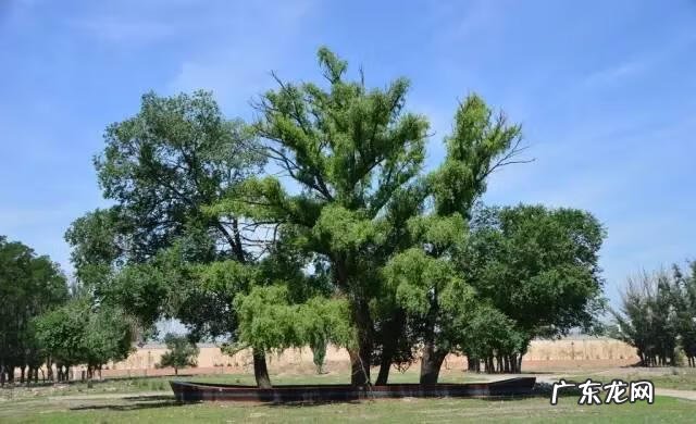 风水靠山什么树代替 靠山树风水