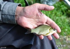 养锦鲤的风水学 钓鱼的人养风水锦鲤可以吗吗