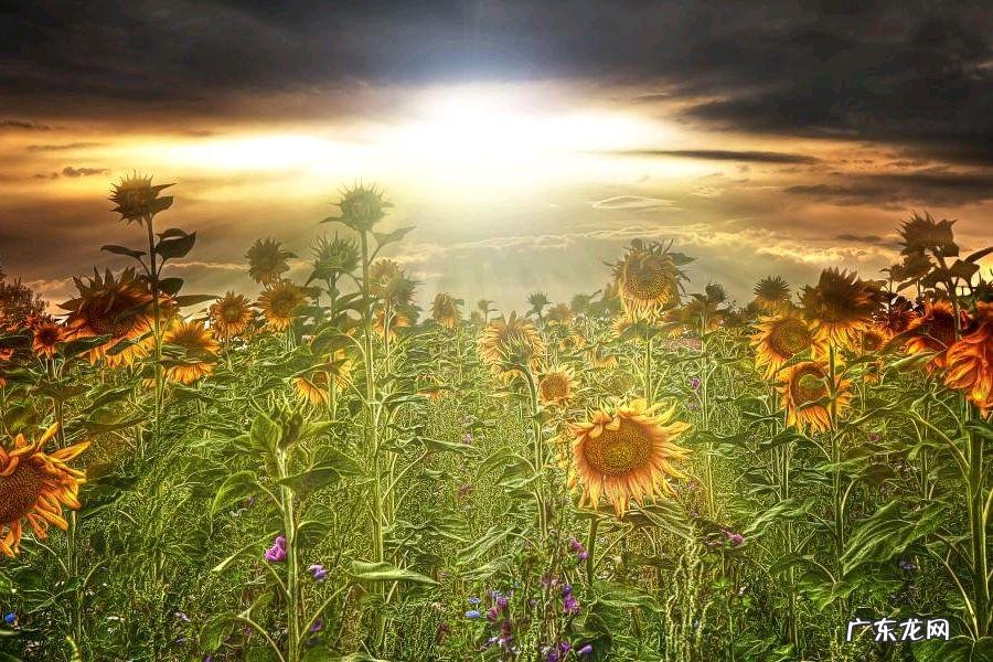 关于天气的谚语