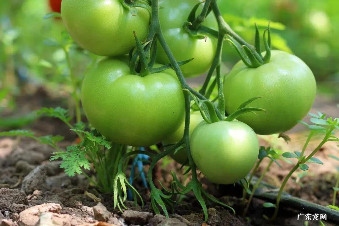 番茄红素有什么副作用 番茄红素有没有副作用