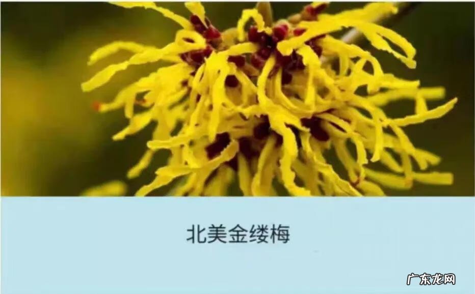 何氏狐臭净最新消息 何氏狐臭净有效果吗