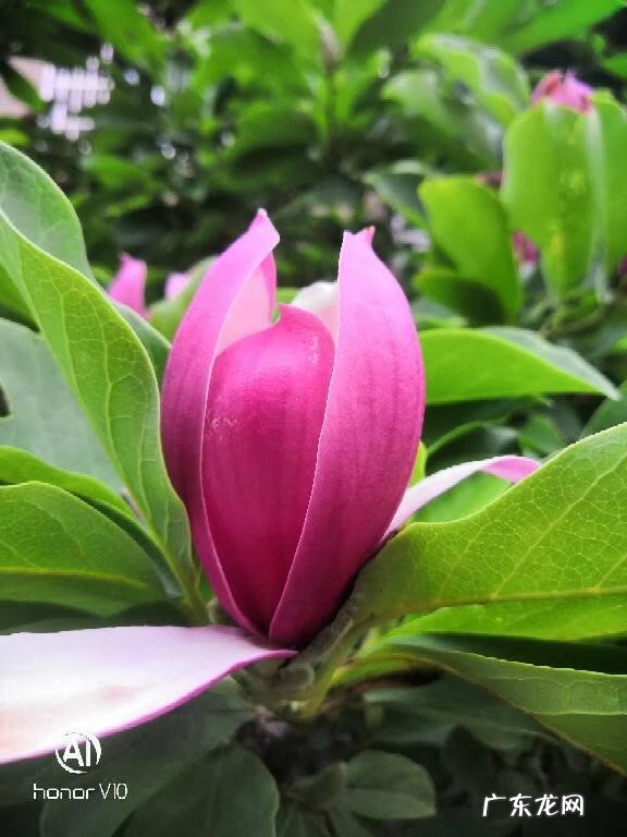 北方家门口种什么树风水好 北方家庭种什么树风水好呢