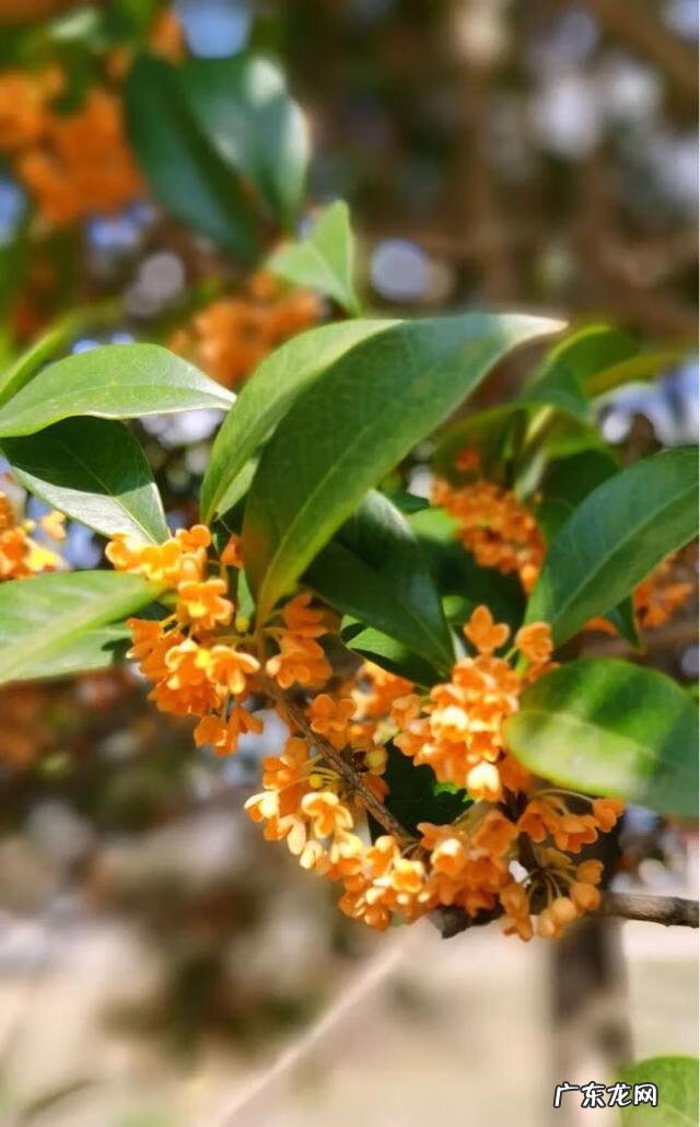 北方家门口种什么树风水好 北方家庭种什么树风水好呢