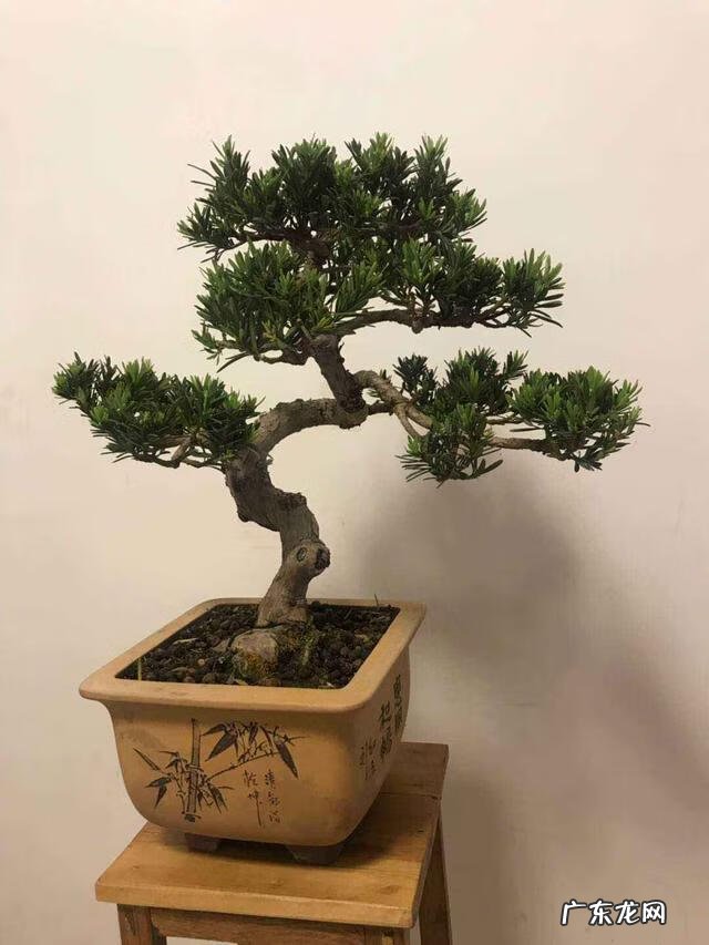 北方家门口种什么树风水好 北方家庭种什么树风水好呢