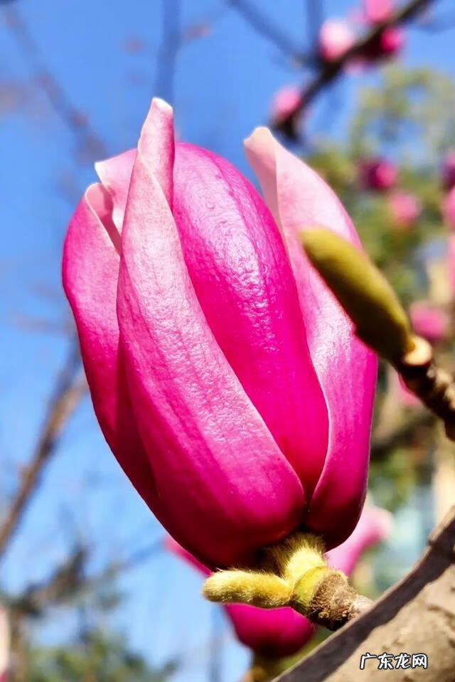 北方家门口种什么树风水好 北方家庭种什么树风水好呢