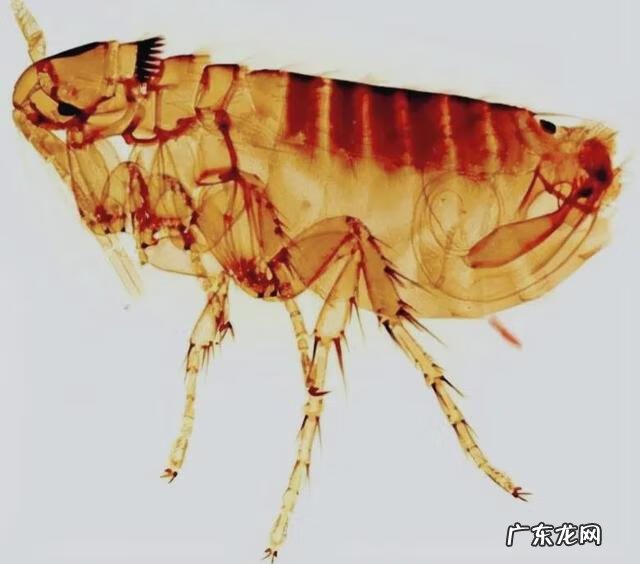 进门镜子风水有哪些讲究 一进门有镜子风水好吗