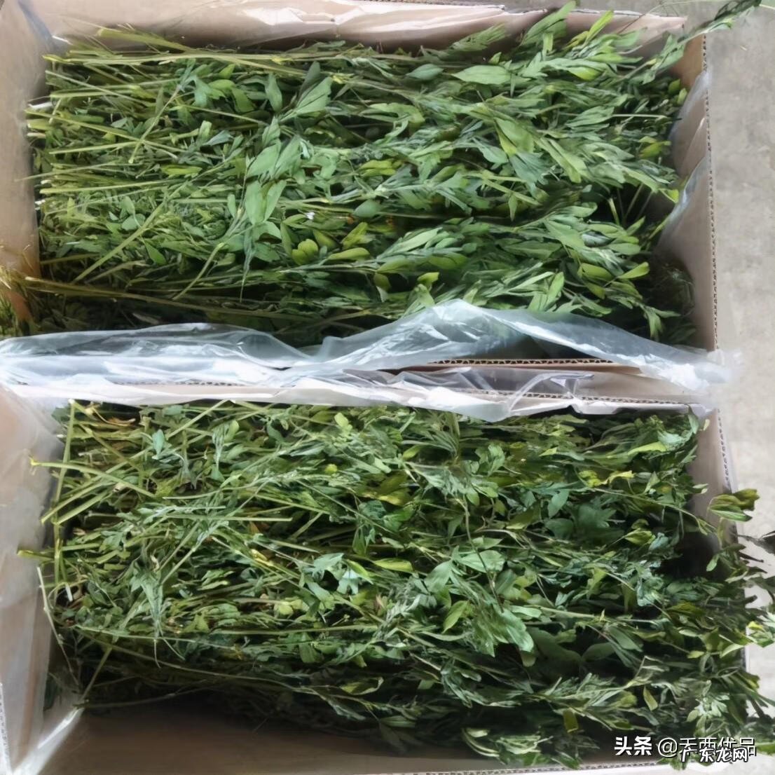 苜蓿草的功效与作用点