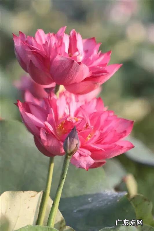 一朵朵红莲 盛开的红莲电视剧