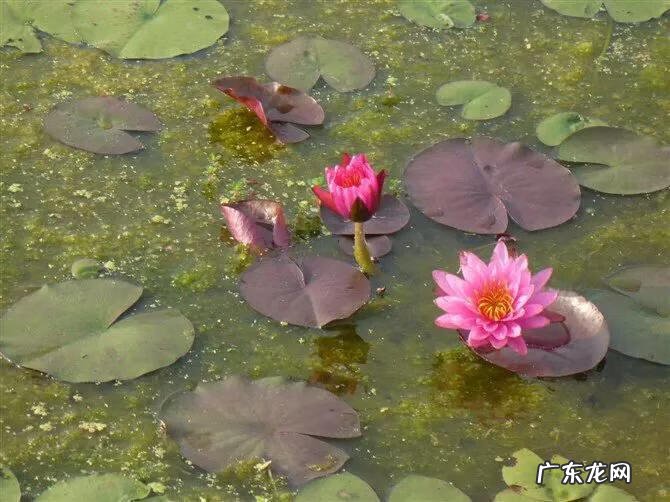 一朵朵红莲 盛开的红莲电视剧