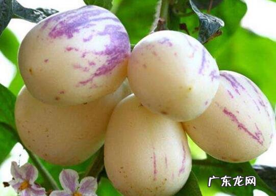 为什么人参果很少人吃 人参果对肾的危害