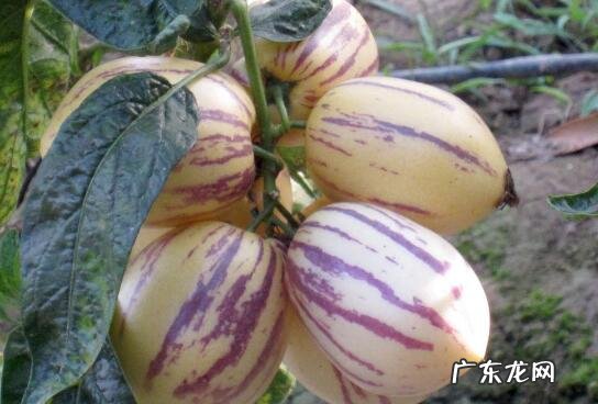 哪些人不宜吃人参果 人参果的副作用与禁忌