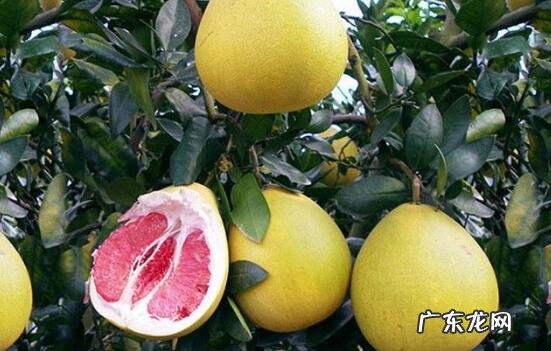 吃蜜柚的好处 吃蜜柚的功效与作用