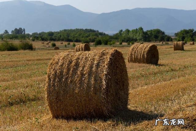 如果粮食涨到每斤6元，农村人就不会安心出去打工种地了吗？