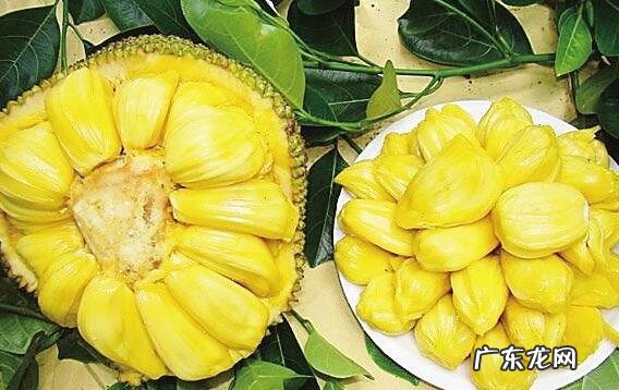 菠萝蜜的胶怎么洗 菠萝蜜果肉上的胶怎么洗掉