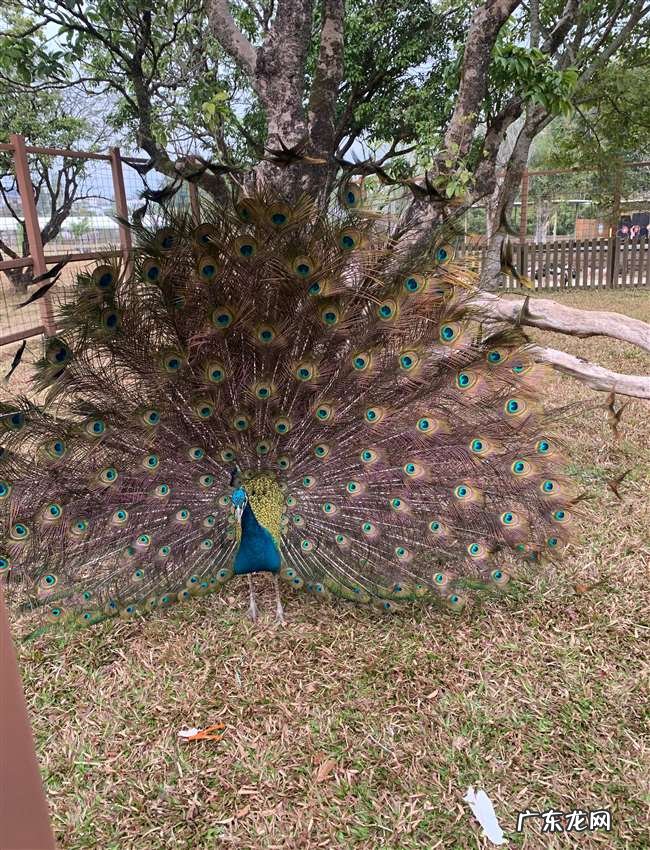 孔雀开屏原来并不都是求偶,老孔雀开屏是受到惊吓了吗?
