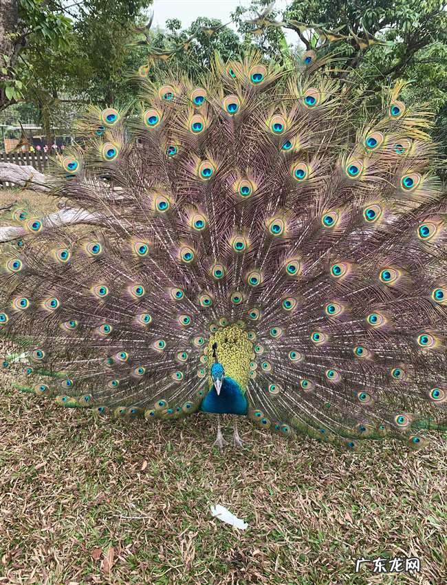 孔雀开屏原来并不都是求偶,老孔雀开屏是受到惊吓了吗?