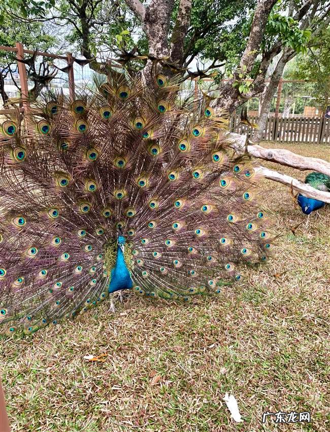 孔雀开屏原来并不都是求偶,老孔雀开屏是受到惊吓了吗?