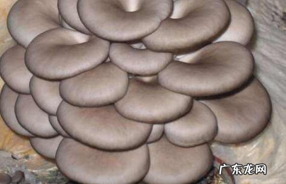 吃平菇的好处和坏处