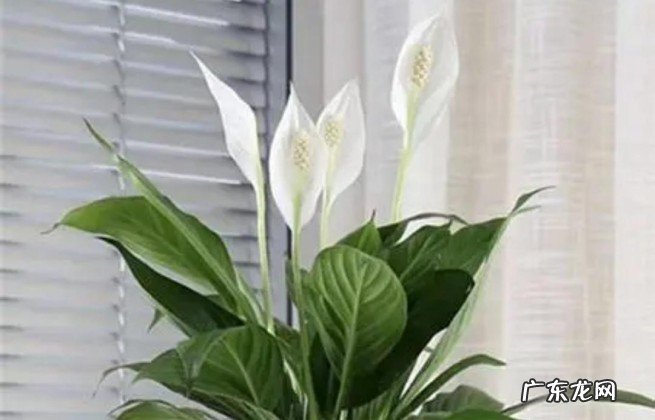 家里睡房放什么植物对人体好 家里适合睡房养的植物排名