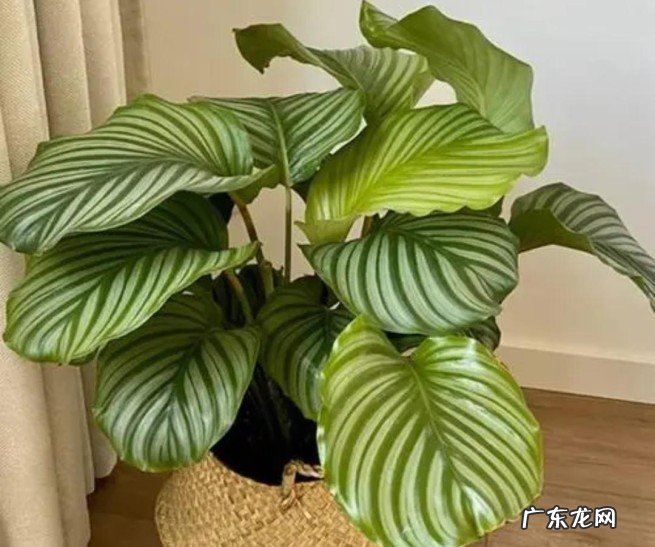 家里睡房放什么植物对人体好 家里适合睡房养的植物排名