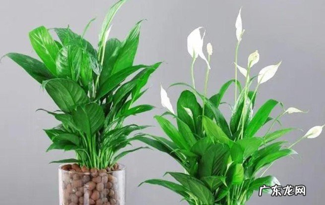 家里睡房放什么植物对人体好 家里适合睡房养的植物排名