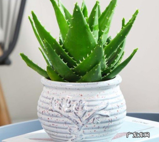 家里睡房放什么植物对人体好 家里适合睡房养的植物排名