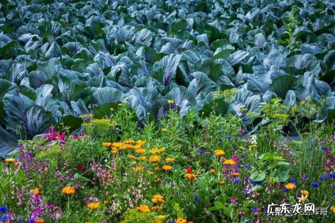 盘点减肥最快的6种蔬菜 吃什么蔬菜减肥效果最好最快呢