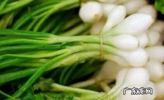 薤白的功效与作用及禁忌
