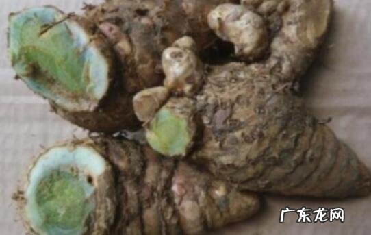 乌姜和黄姜的区别 乌姜的功效