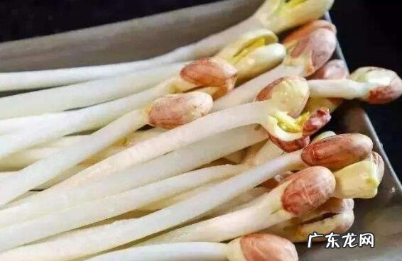 花生芽怎么发最快最好 自制花生芽的全过程