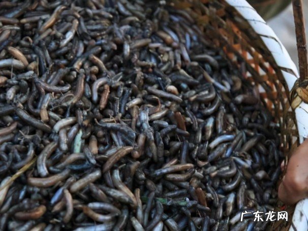 土笋冻是哪里的特产美食,带你了解土笋冻的特点有哪些