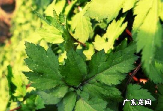 川穹菜的功效与作用