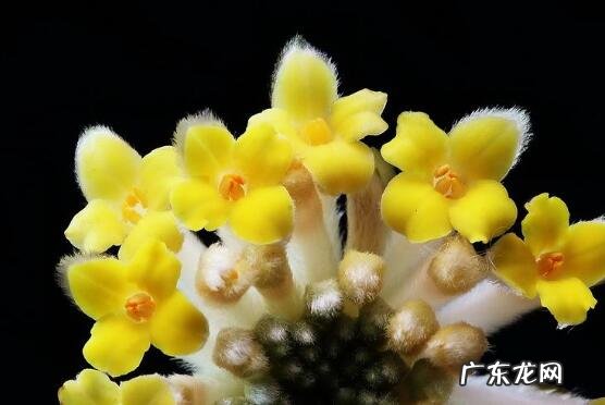 结香花怎么扦插 结香花的扦插繁殖技巧