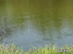 水浮漂 水浮漂图片