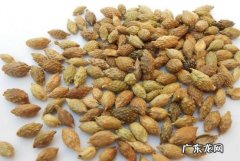 苍耳子的功效与作用及禁忌