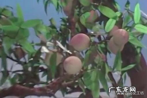 猴子吃水果的时候,为什么只咬一口就扔了?