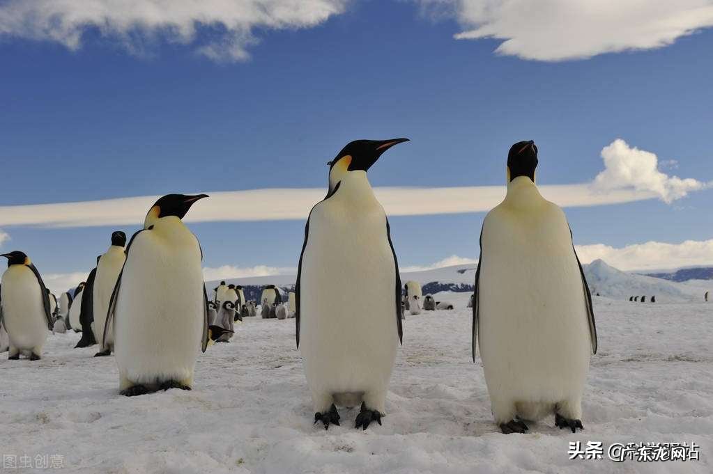 南极企鹅为什么不怕冷，光脚走路的企鹅为啥不冻脚呢？