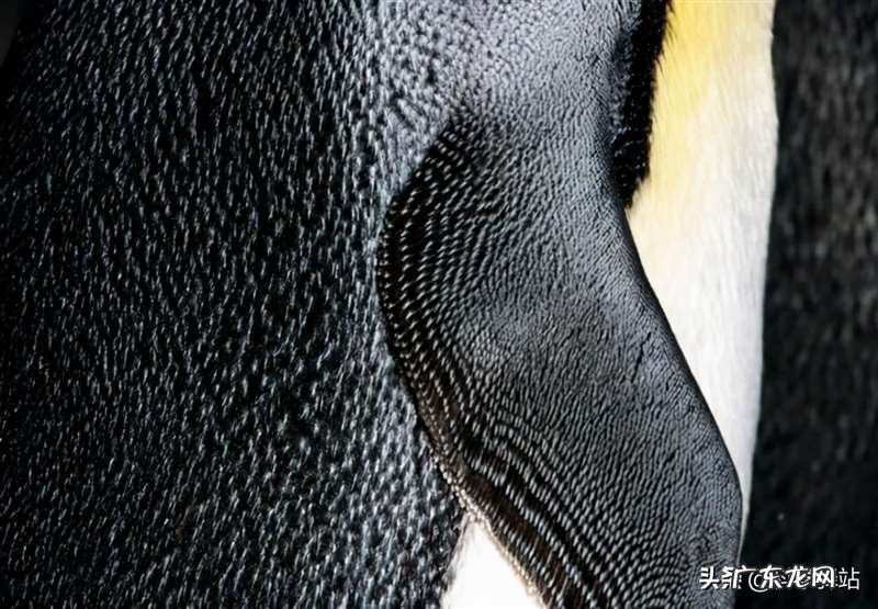 南极企鹅为什么不怕冷，光脚走路的企鹅为啥不冻脚呢？