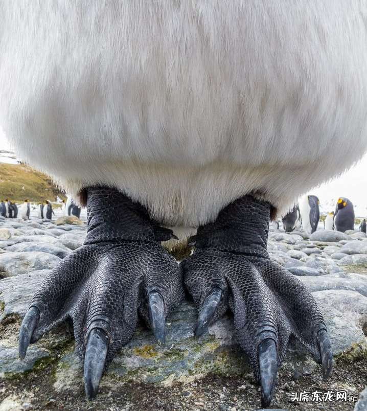南极企鹅为什么不怕冷，光脚走路的企鹅为啥不冻脚呢？