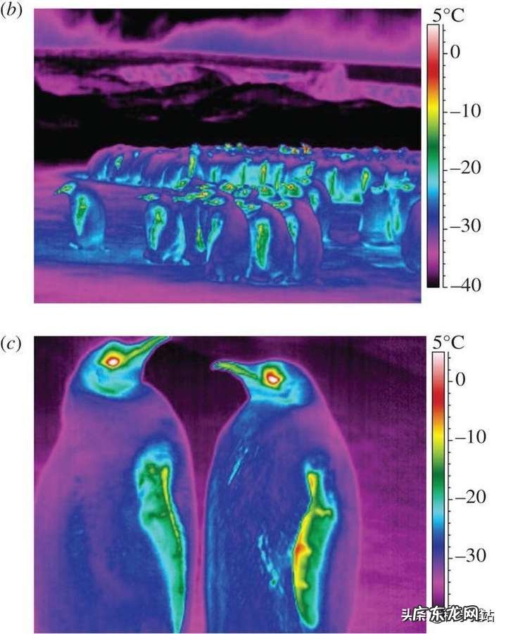 南极企鹅为什么不怕冷，光脚走路的企鹅为啥不冻脚呢？