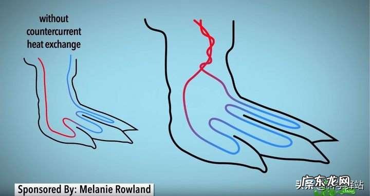 南极企鹅为什么不怕冷，光脚走路的企鹅为啥不冻脚呢？