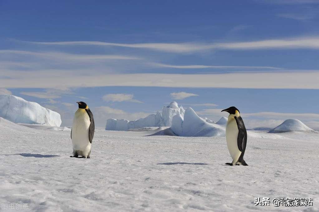 南极企鹅为什么不怕冷，光脚走路的企鹅为啥不冻脚呢？