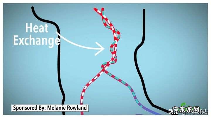 南极企鹅为什么不怕冷，光脚走路的企鹅为啥不冻脚呢？